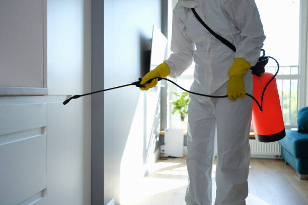 Best Home Mold Removal  in Cumberland Center, ME