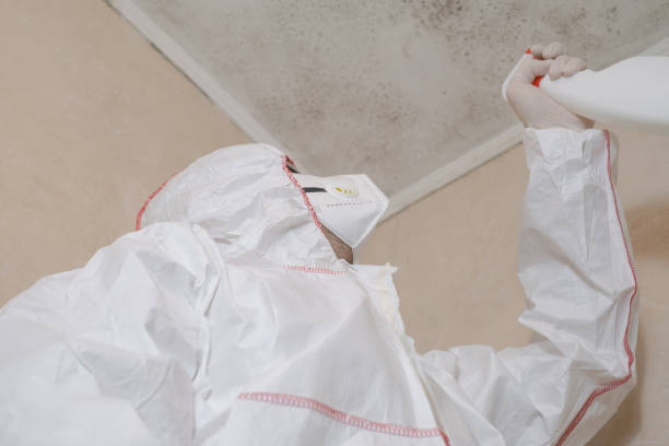 Best Local Mold Removal Service  in Cumberland Center, ME