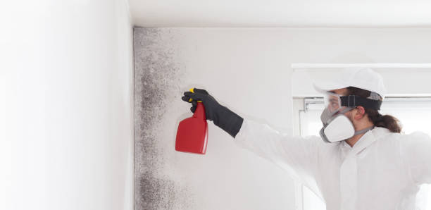 Best Black Mold Removal  in Cumberland Center, ME